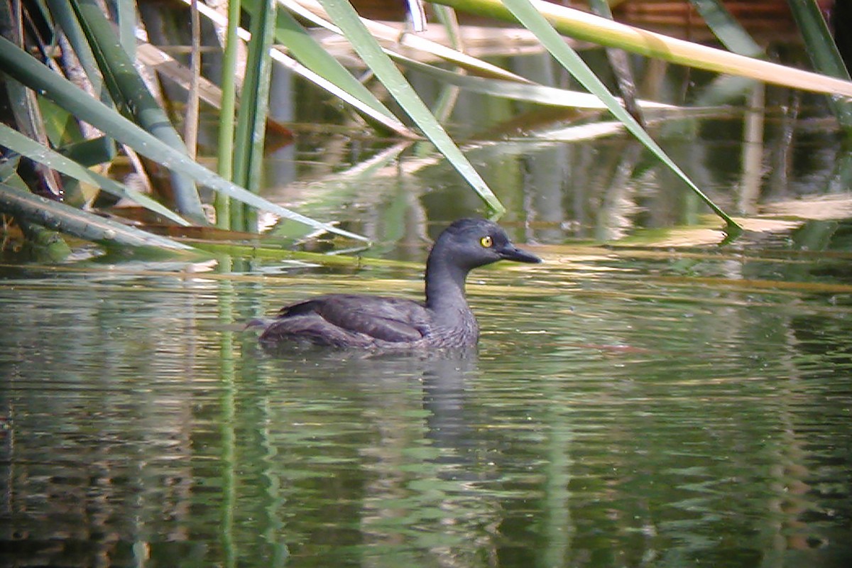 Least Grebe - ML292211341