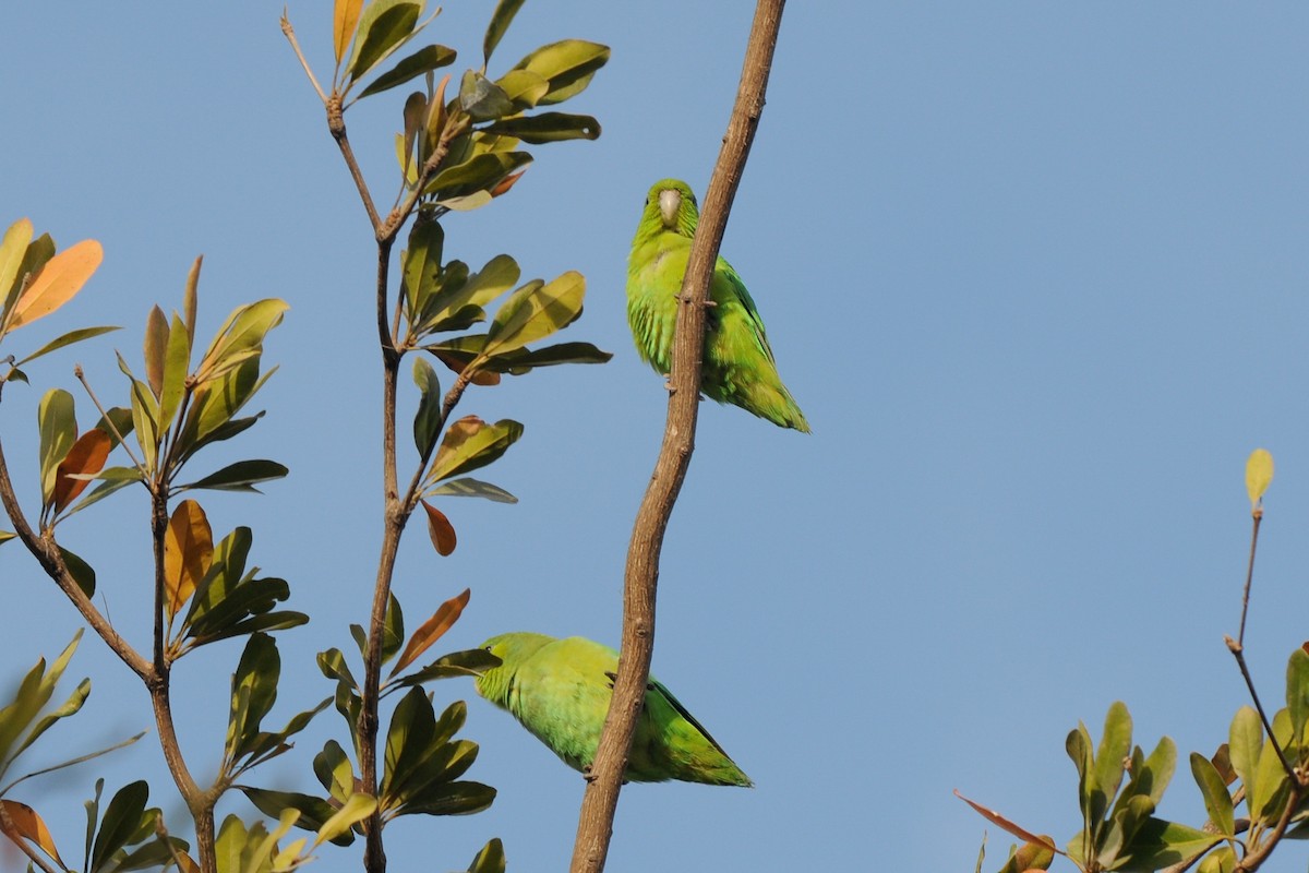 Mexican Parrotlet - ML292211531