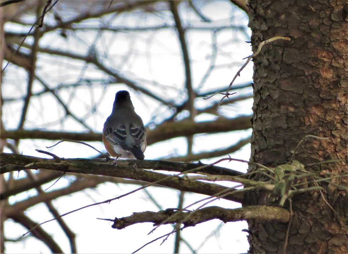 American Robin - ML292212371