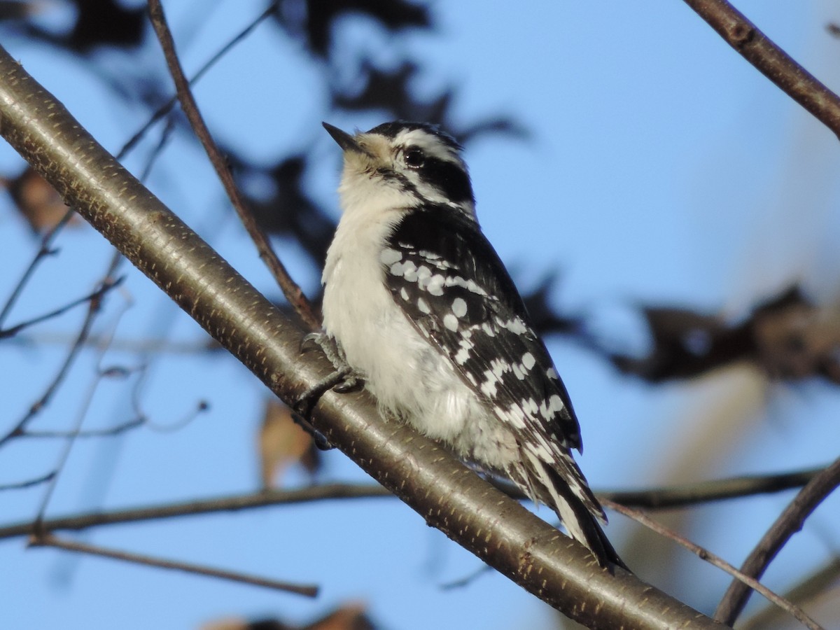 Downy Woodpecker - ML292214141