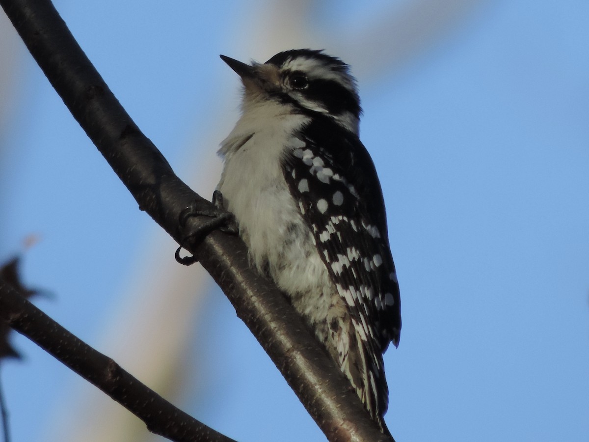Downy Woodpecker - ML292214211