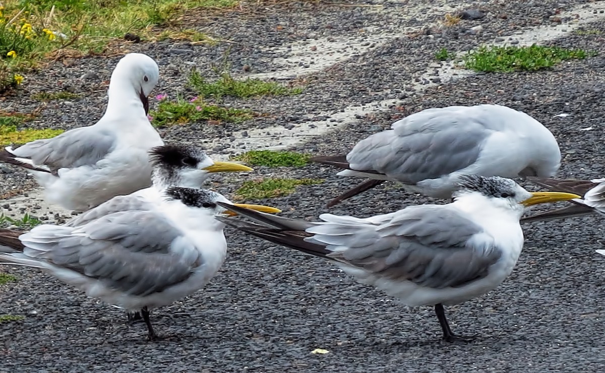 Great Crested Tern - ML292214351