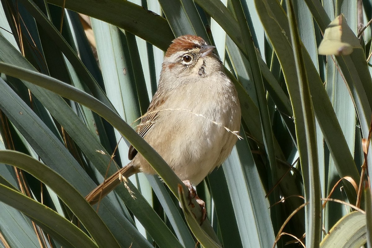 Rufous-crowned Sparrow - ML292218781