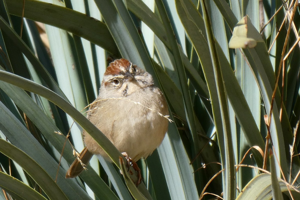 Rufous-crowned Sparrow - ML292218841