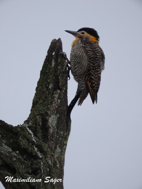 Campo Flicker - ML29221891