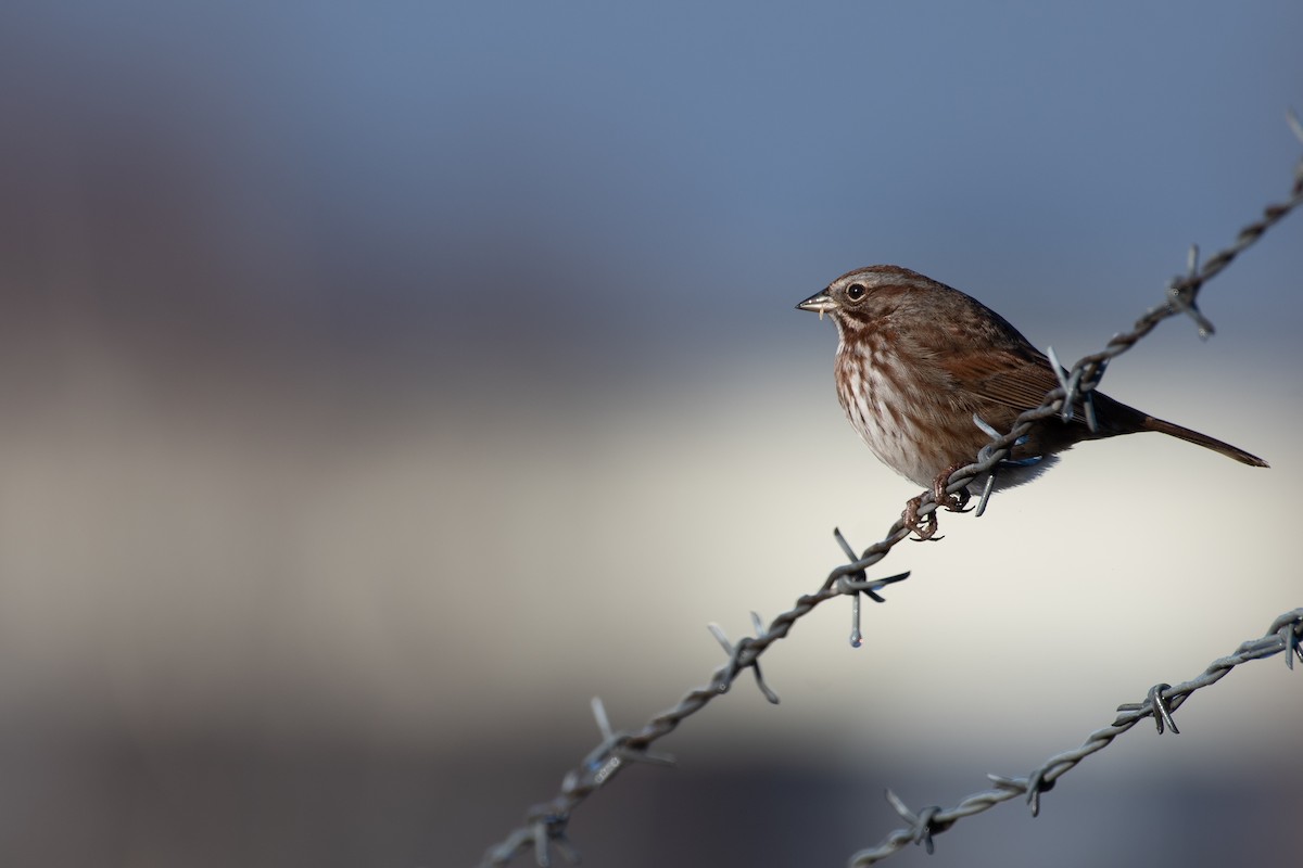 Song Sparrow - Brian Wolfe