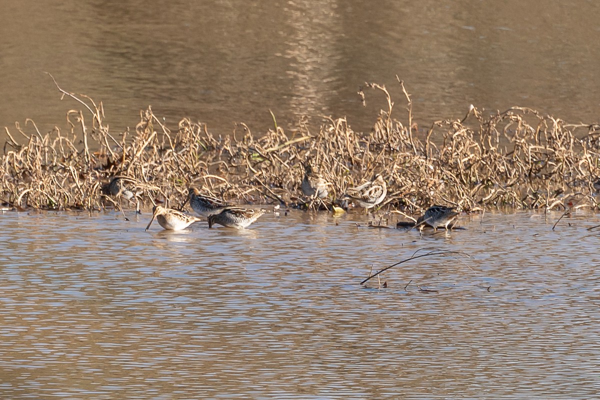 Wilson's Snipe - Niki Robertson