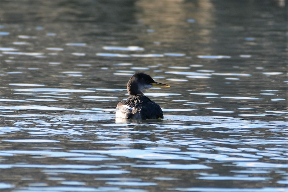 Red-necked Grebe - Mary Brennan