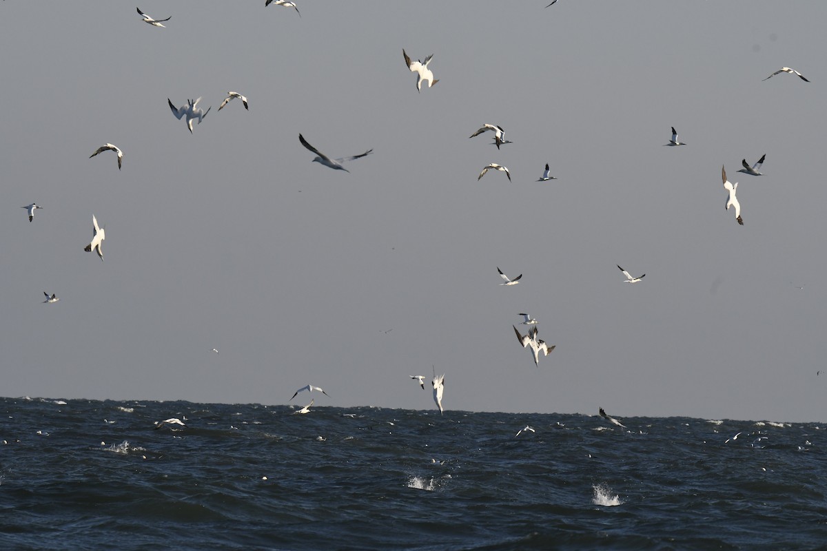 Northern Gannet - ML292222571