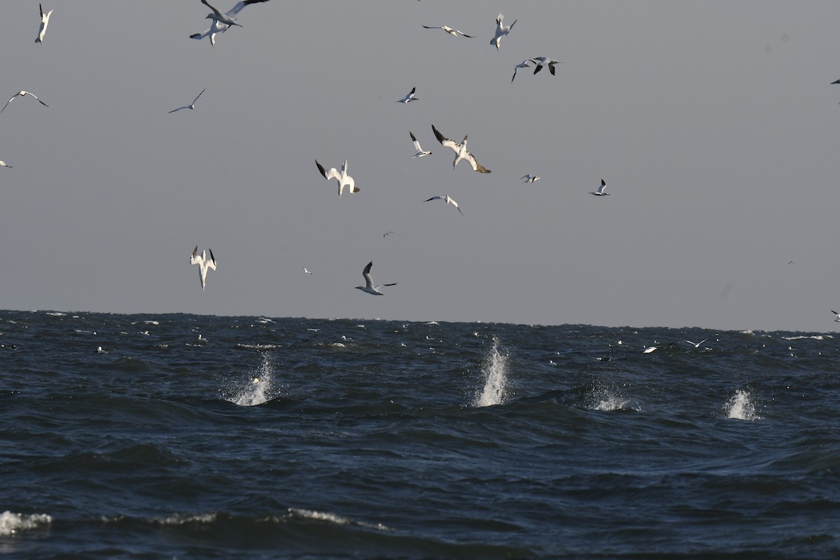 Northern Gannet - ML292222601