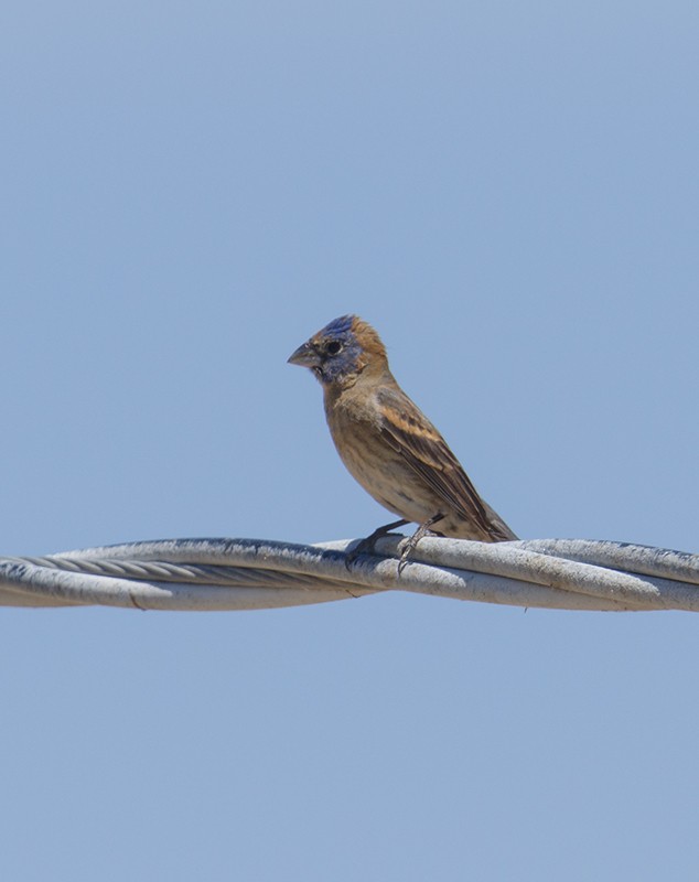 Blue Grosbeak - Gary Woods