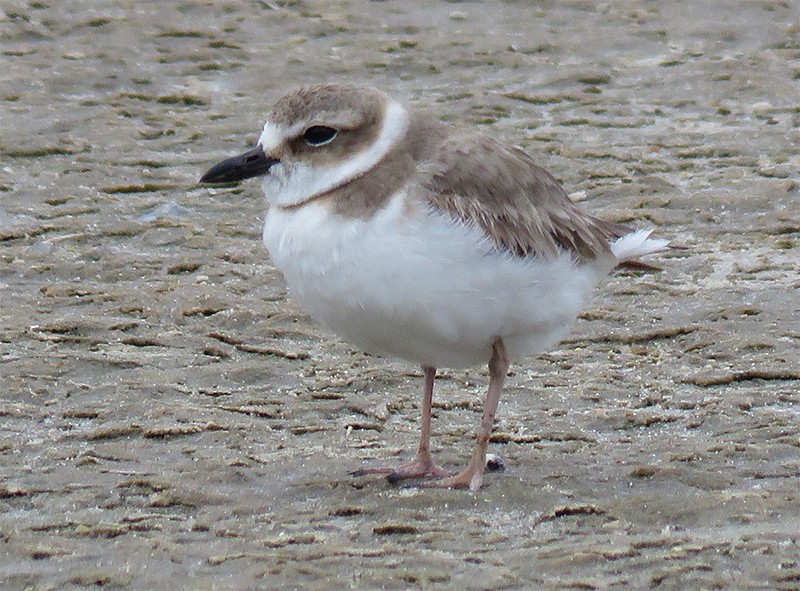 Wilson's Plover - ML29222651