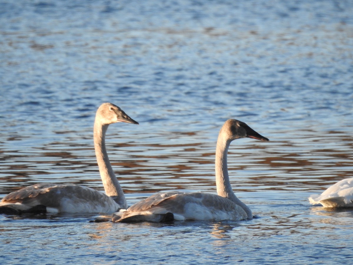 Trumpeter Swan - Dave Milsom