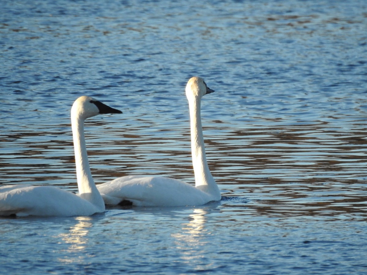 Trumpeter Swan - ML292228291