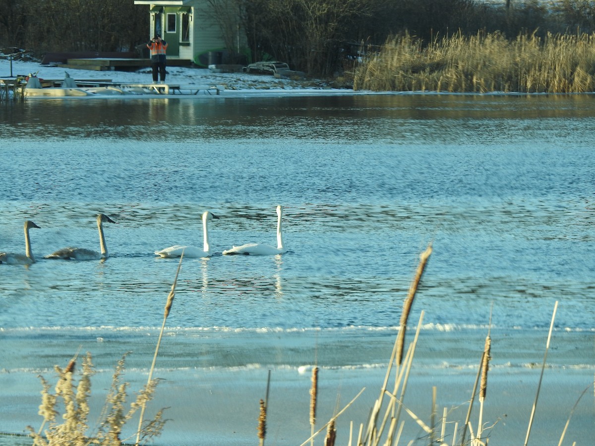 Trumpeter Swan - ML292228321