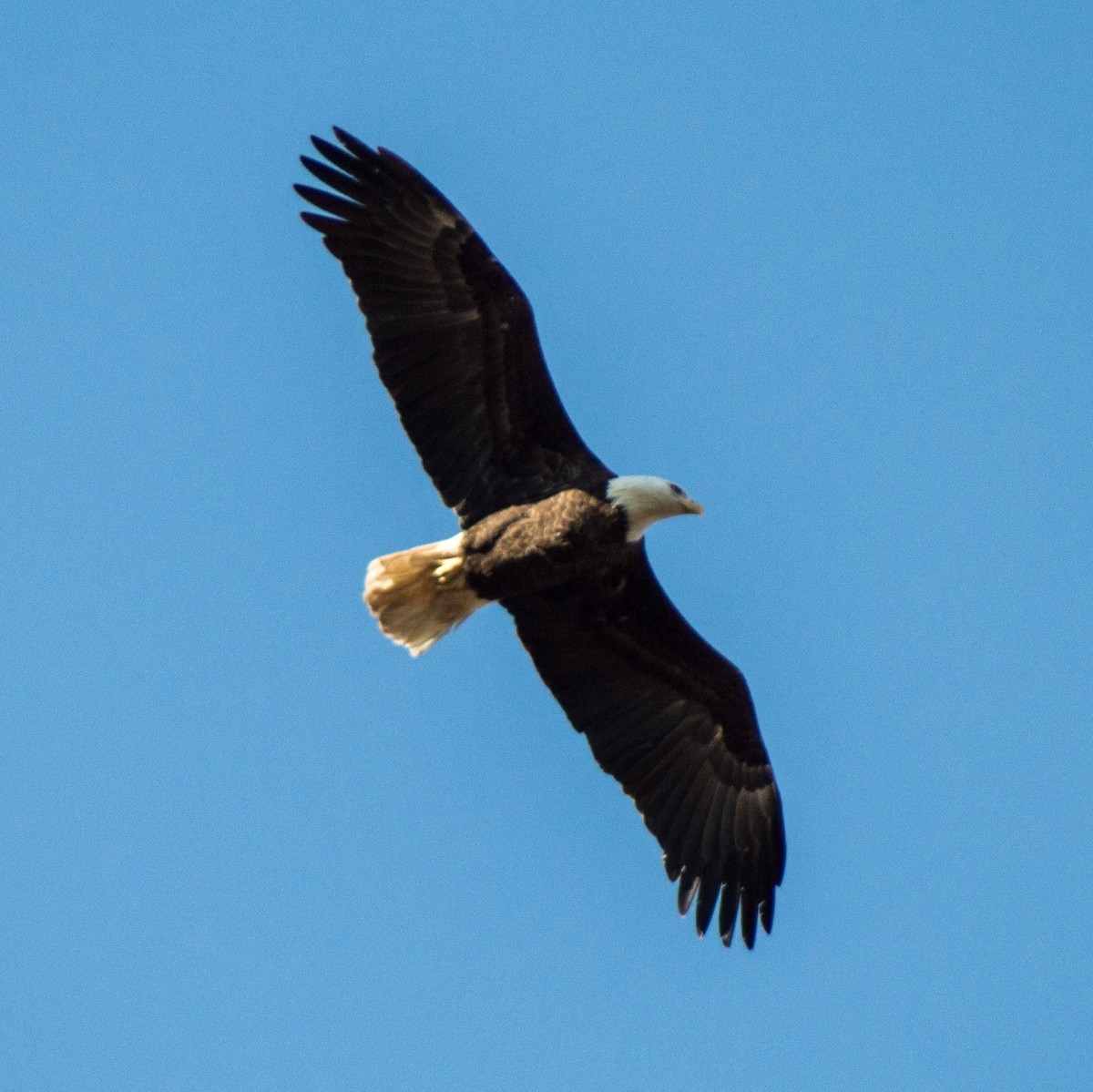 Bald Eagle - ML292230551