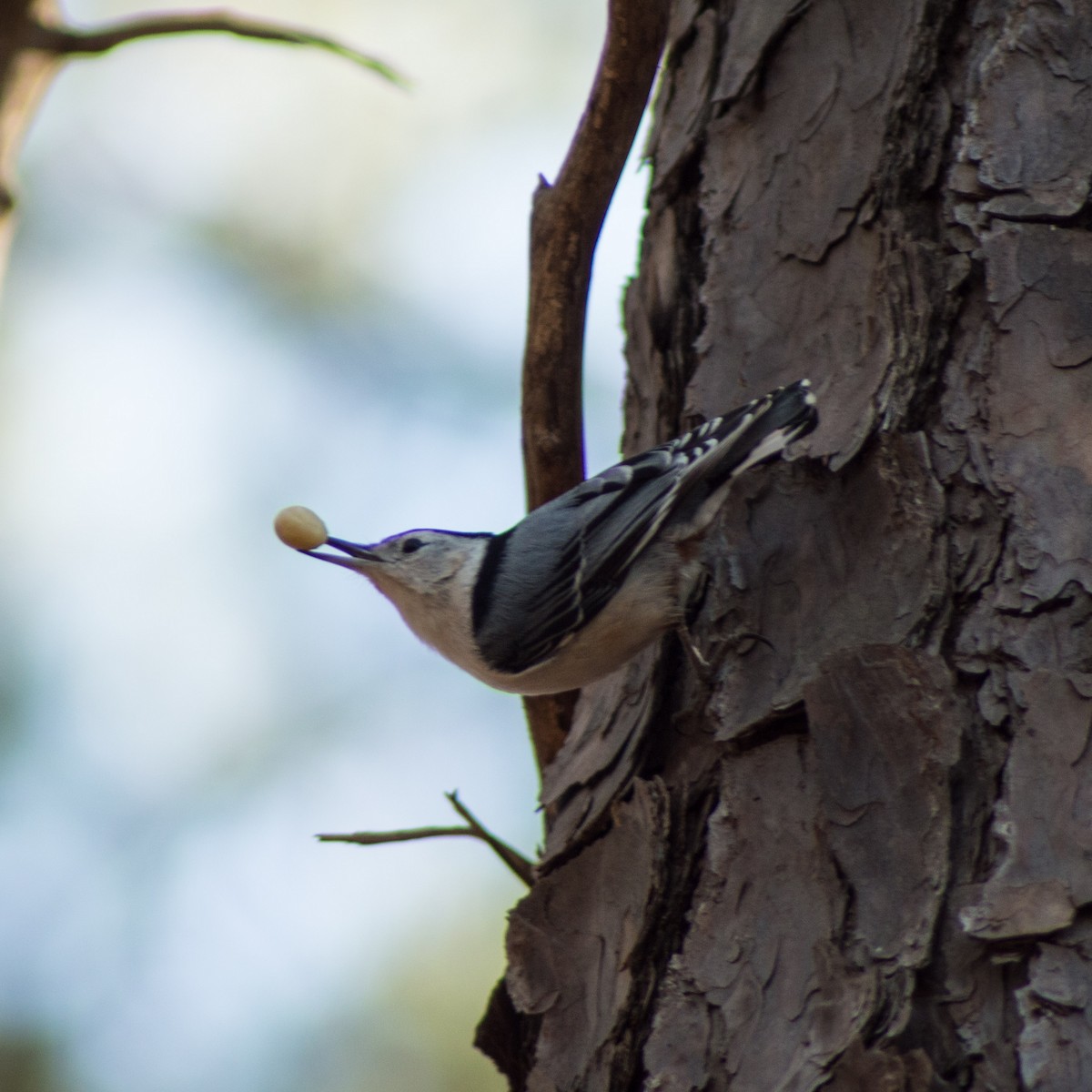 White-breasted Nuthatch - ML292230791