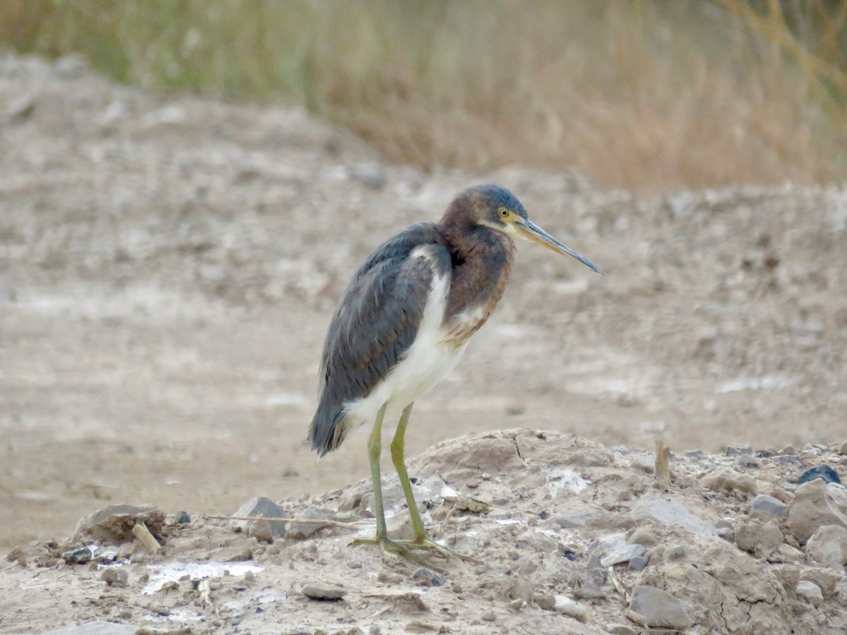 Tricolored Heron - ML292232741