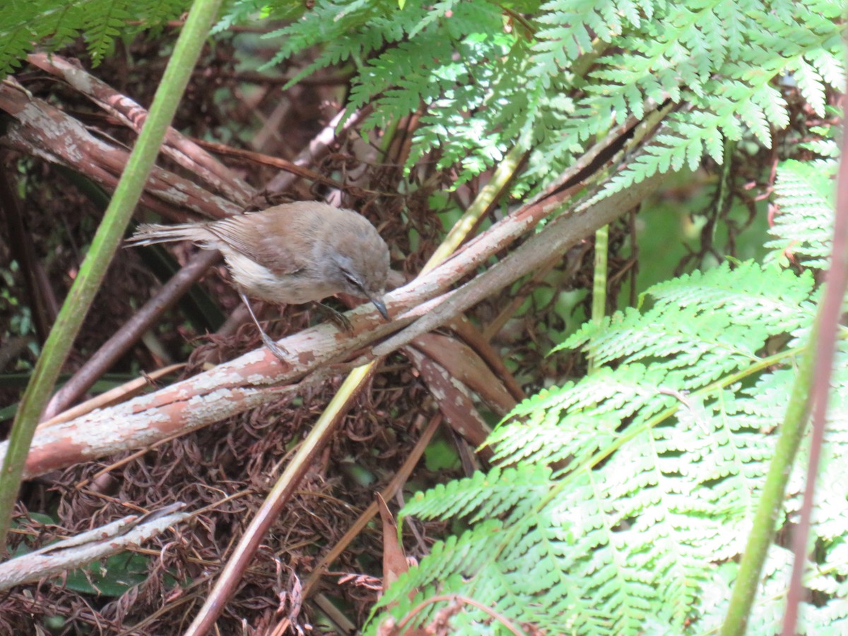 Brown Gerygone - ML292233031