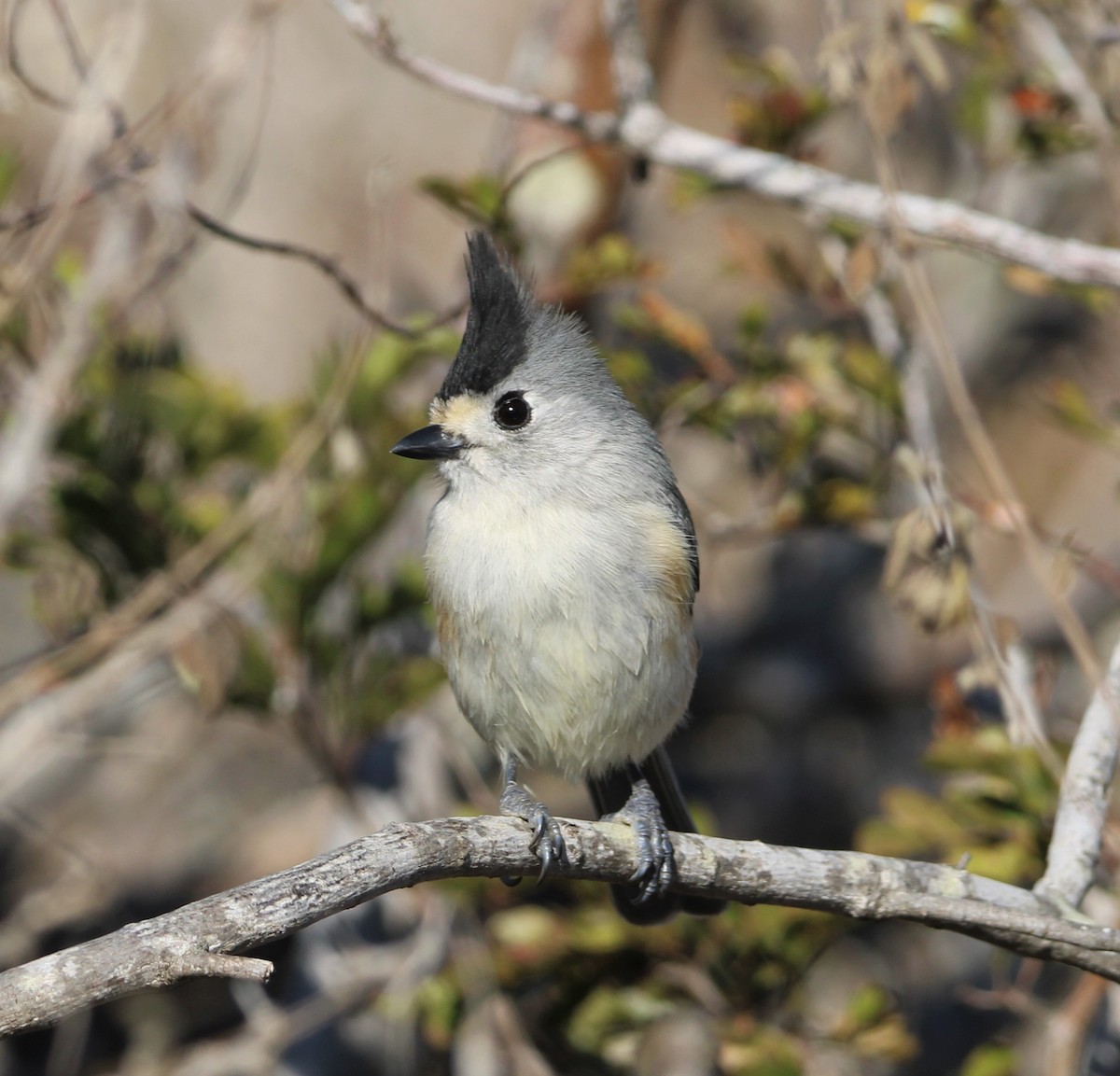 Black-crested Titmouse - ML292234771