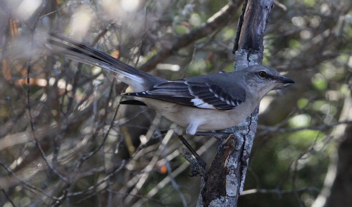 Northern Mockingbird - ML292235111