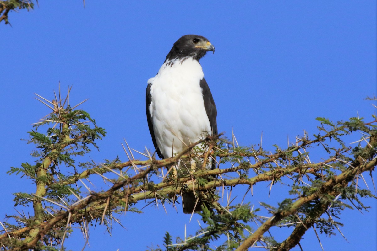 Schwarzbrust-Schlangenadler - ML292236101