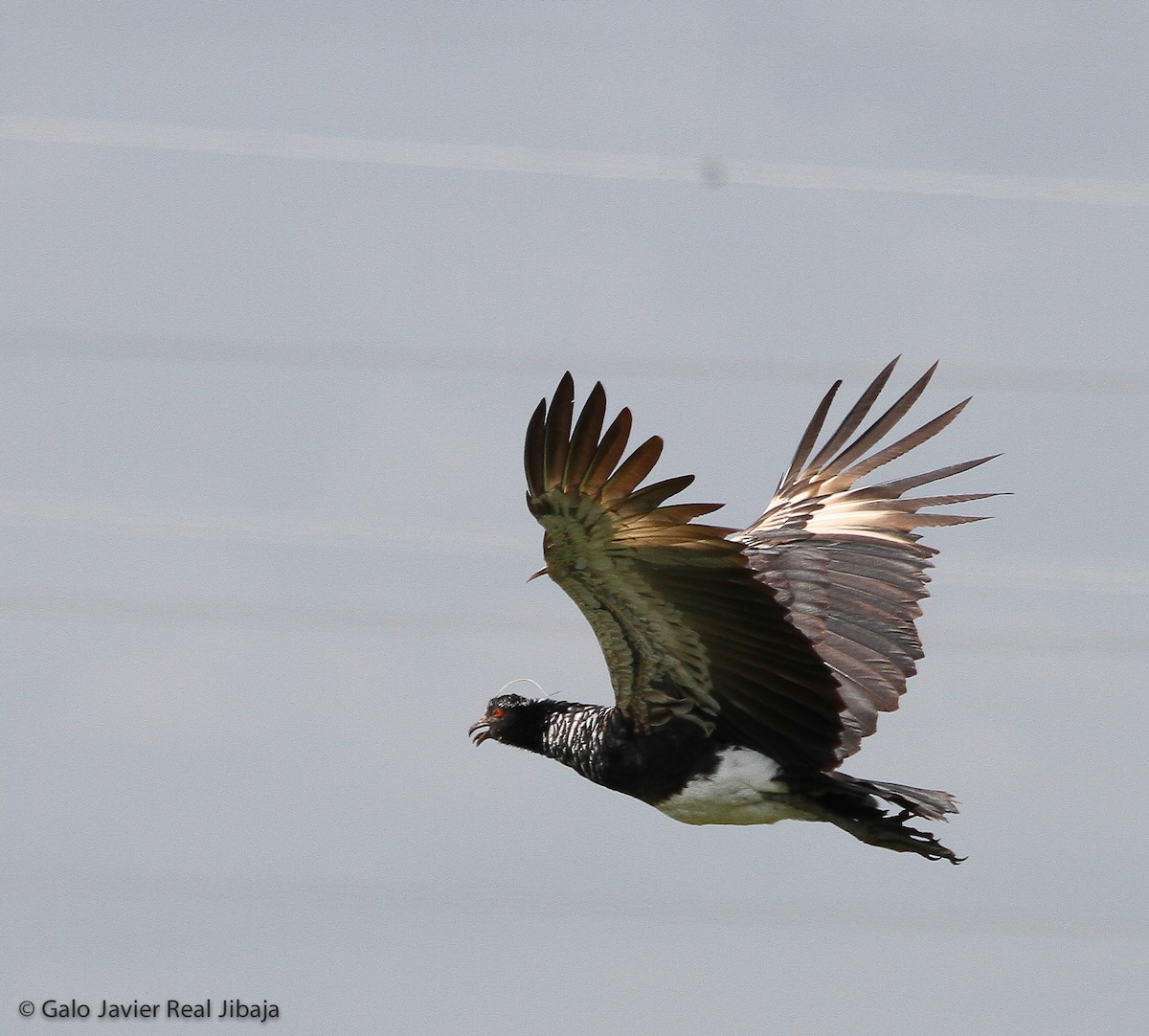 Horned Screamer - Galo Real