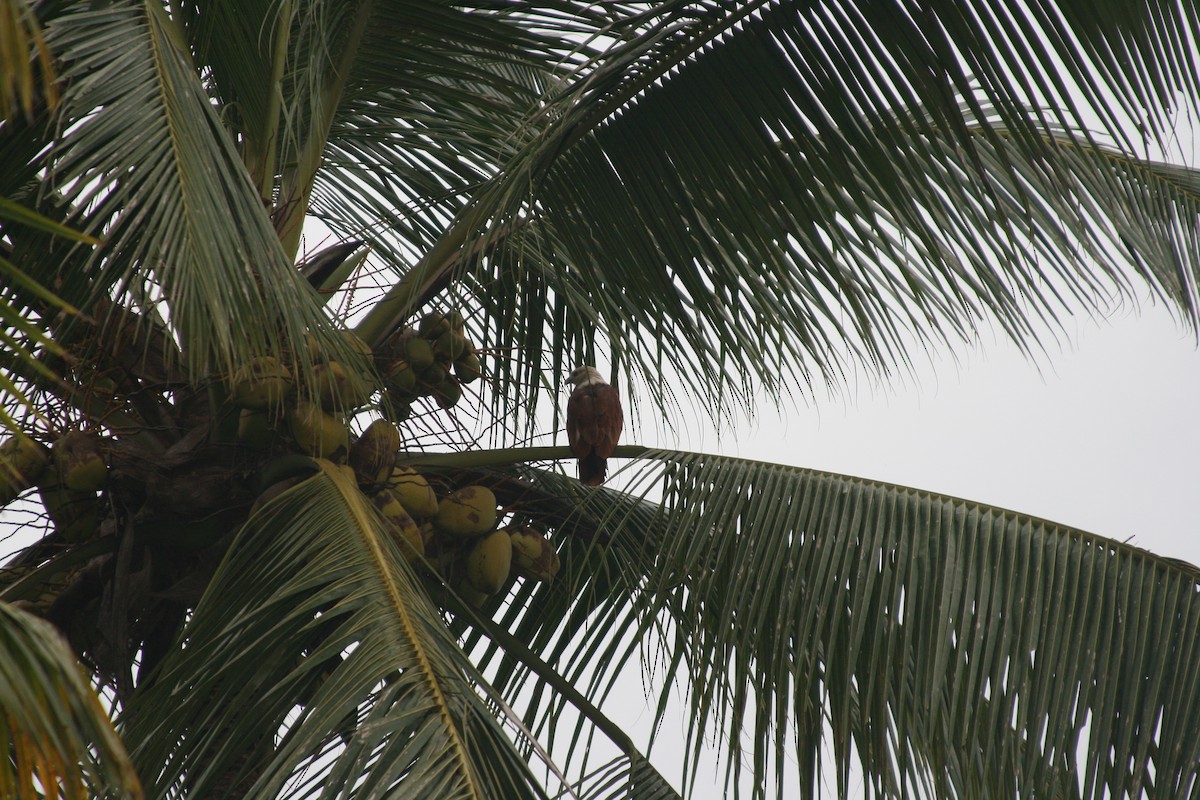 Brahminy Kite - ML292238331