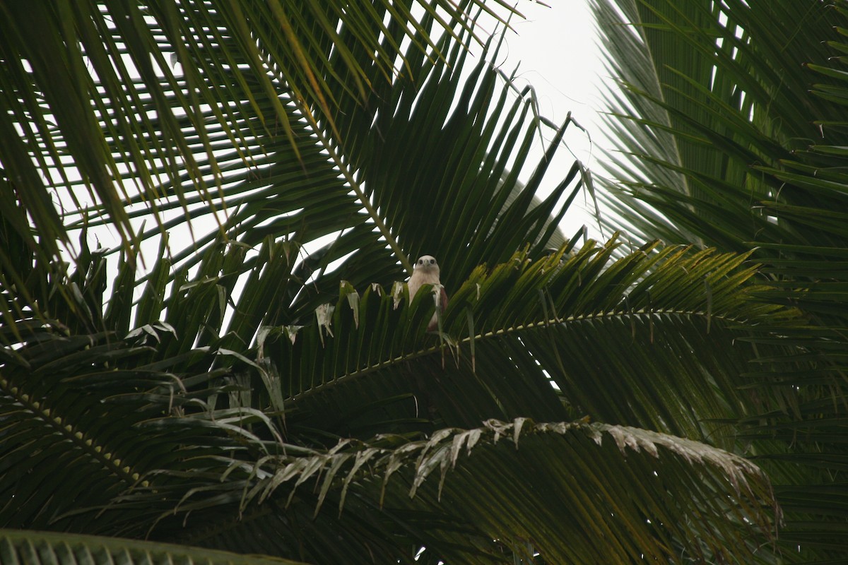 Brahminy Kite - ML292238731