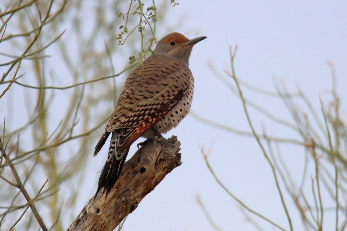 Northern Flicker (Red-shafted) - ML292247191