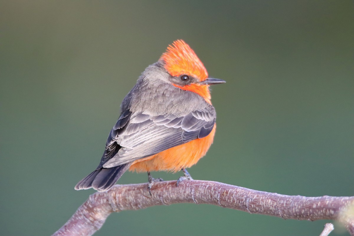 Vermilion Flycatcher - Diana Spangler