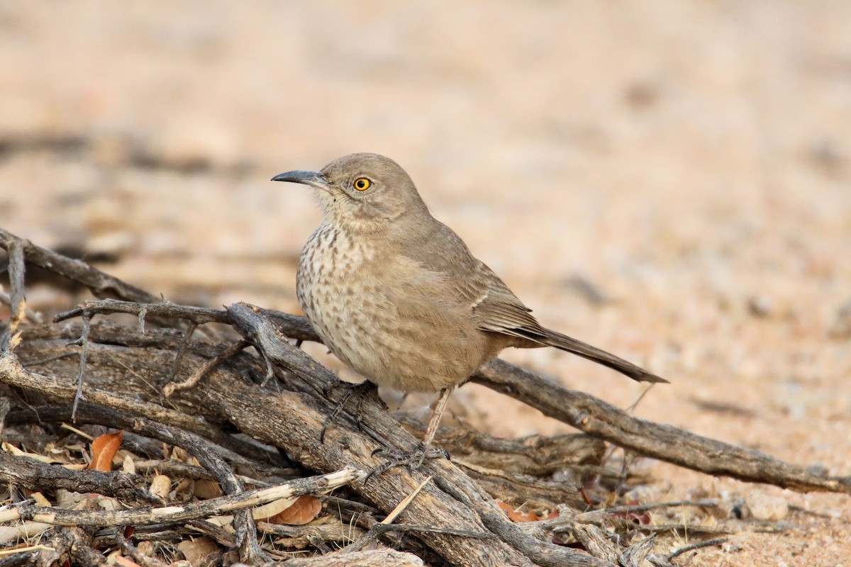 Bendire's Thrasher - Diana Spangler