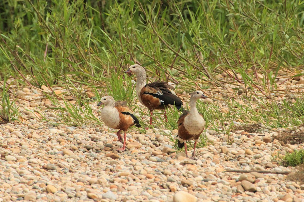 Orinoco Goose - ML292249961