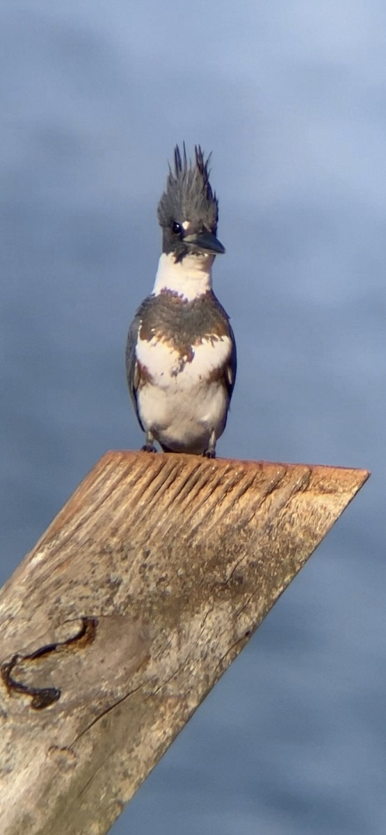 Belted Kingfisher - ML292251261