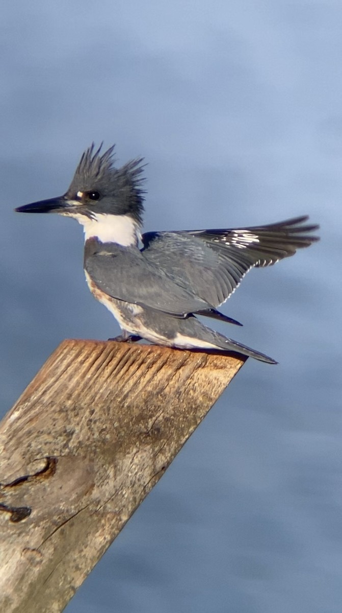 Belted Kingfisher - ML292251271