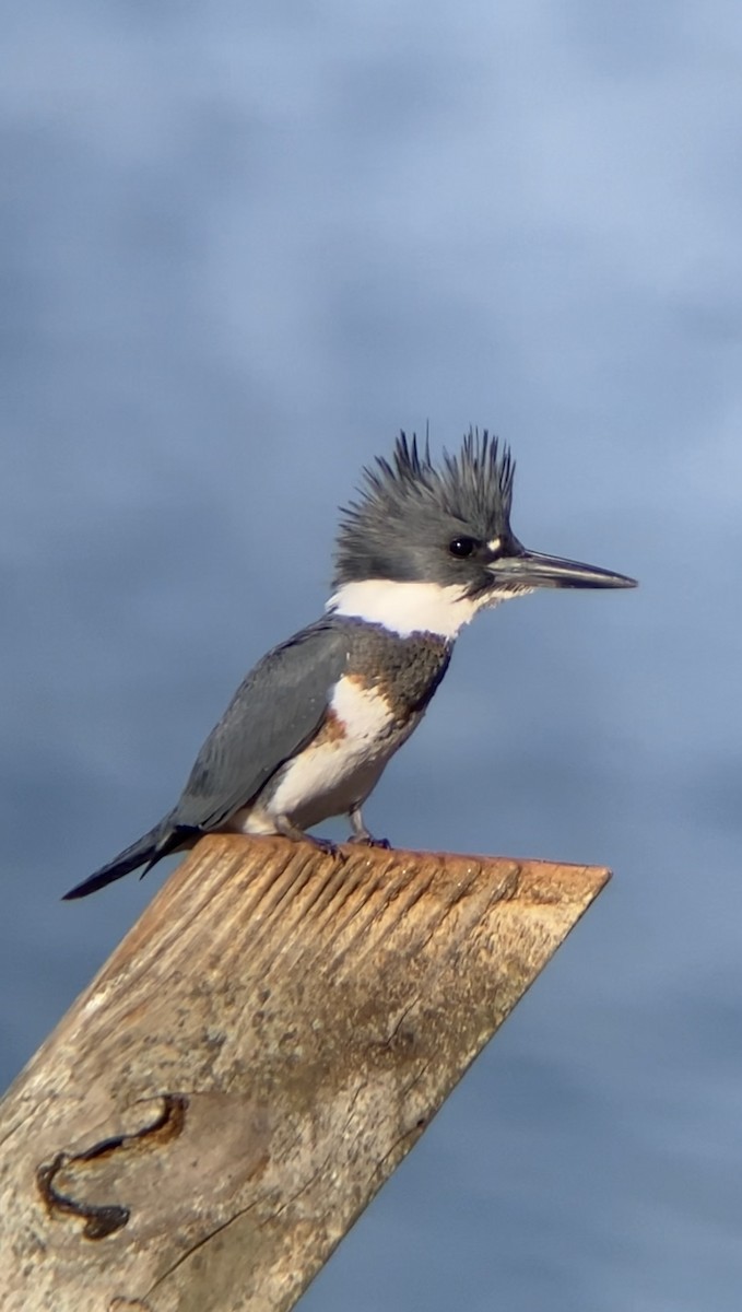 Belted Kingfisher - ML292251281