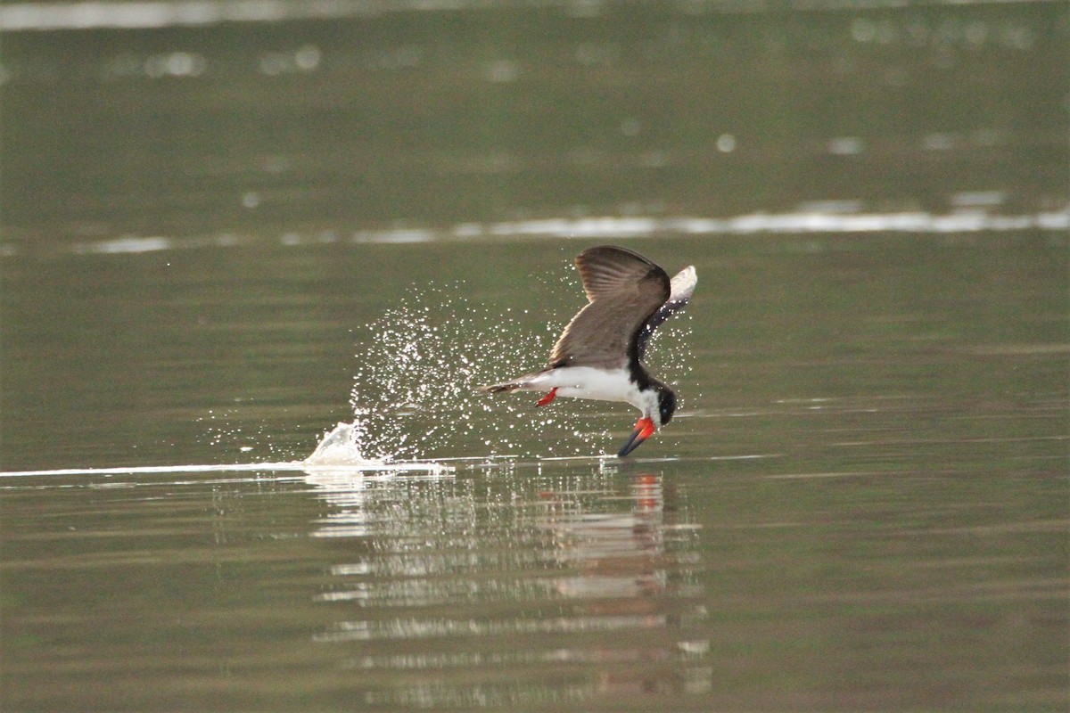 Black Skimmer - ML292251291