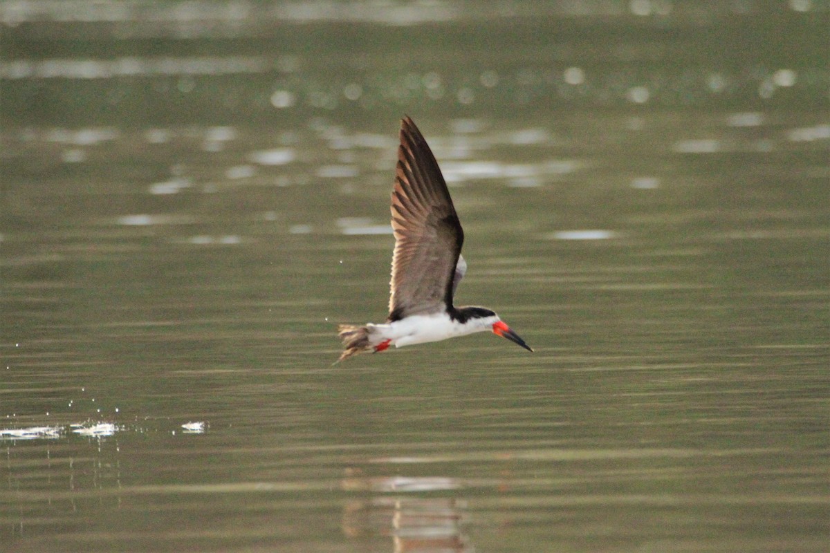 Black Skimmer - ML292251311