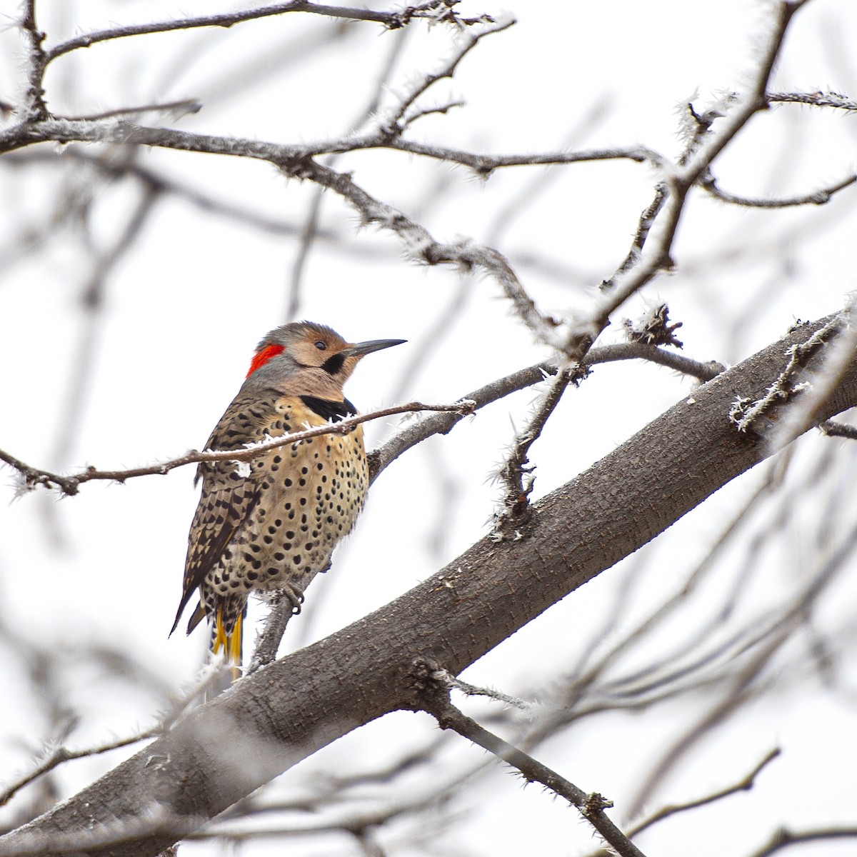 Northern Flicker (Yellow-shafted) - Clinton Stonich