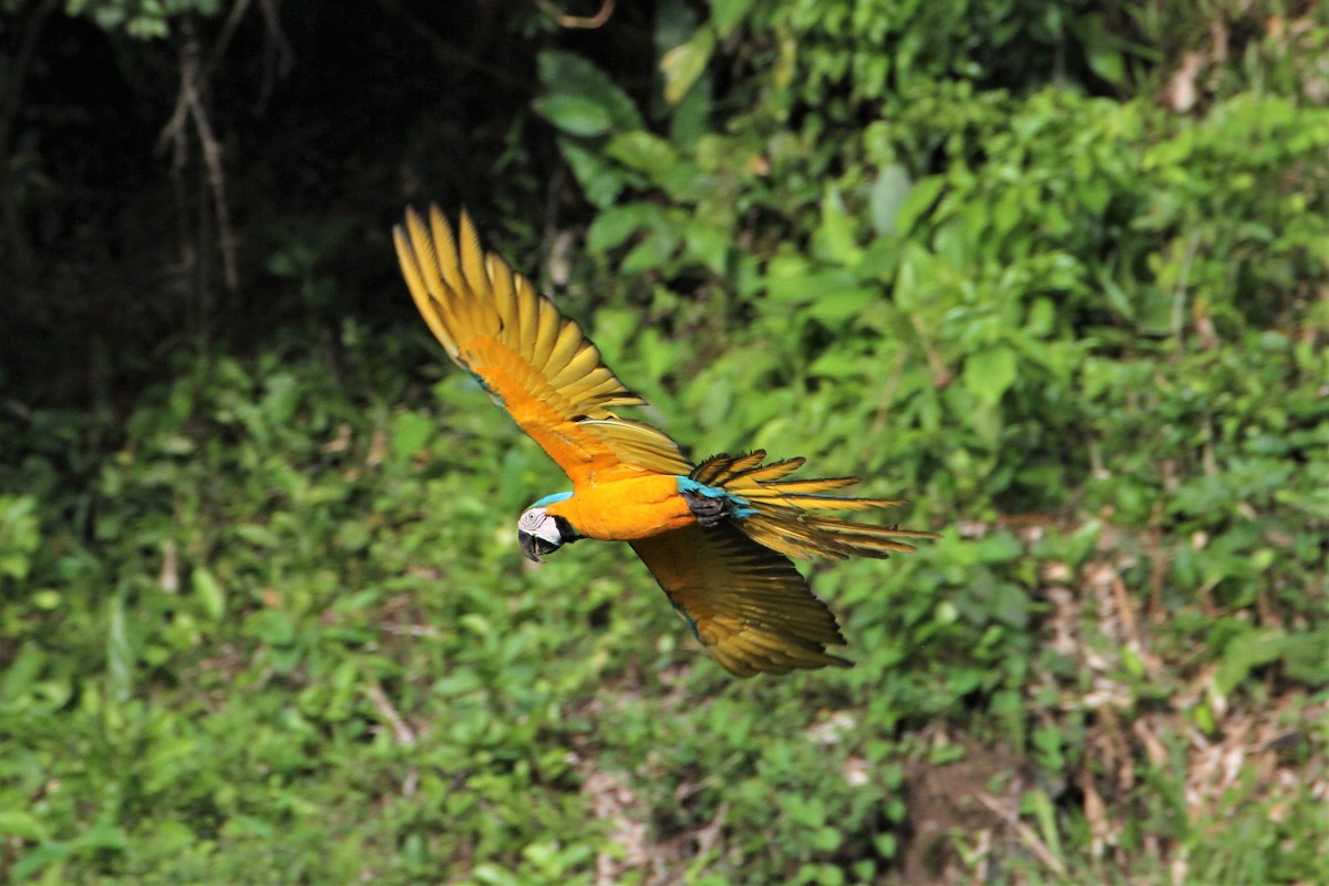 Blue-and-yellow Macaw - ML292252631