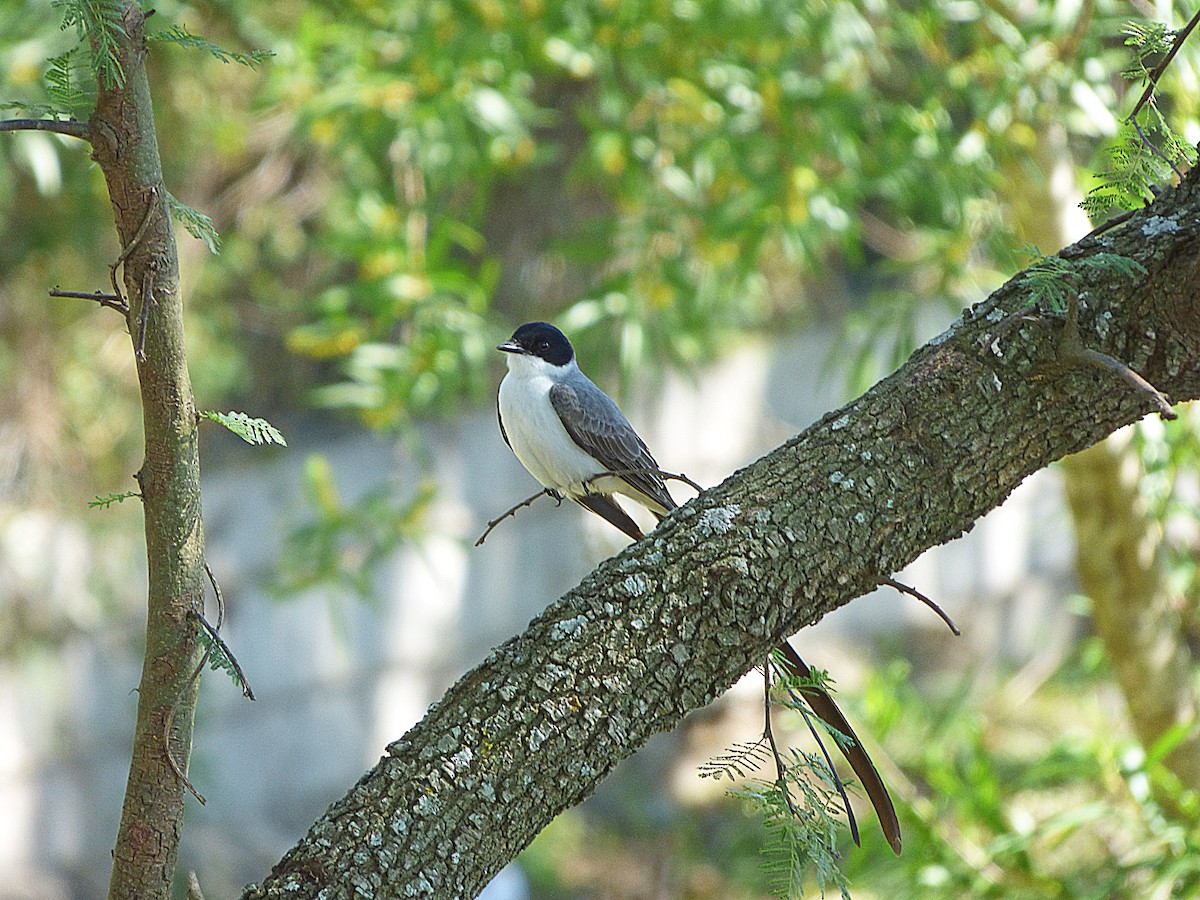 Fork-tailed Flycatcher - Norma Cabrera