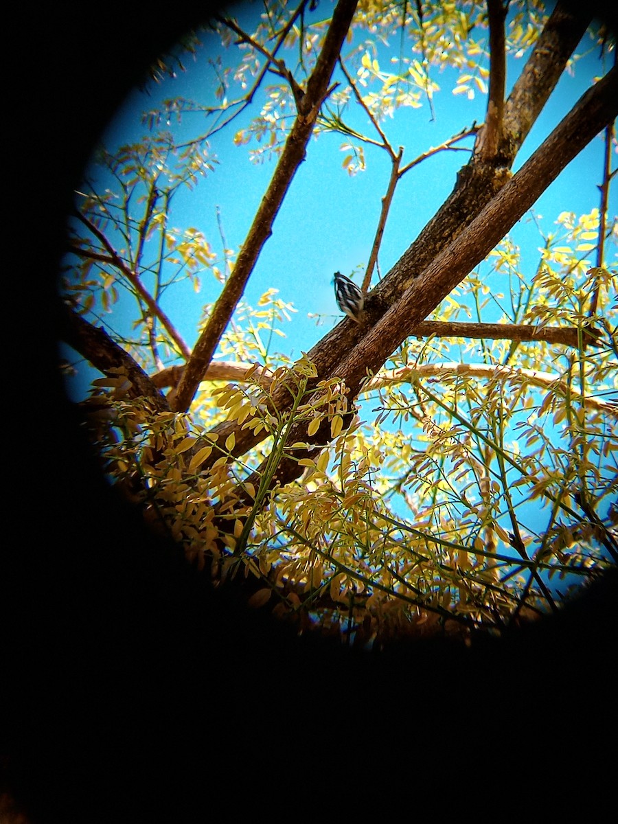 Black-and-white Warbler - Jeniffer  Abrego