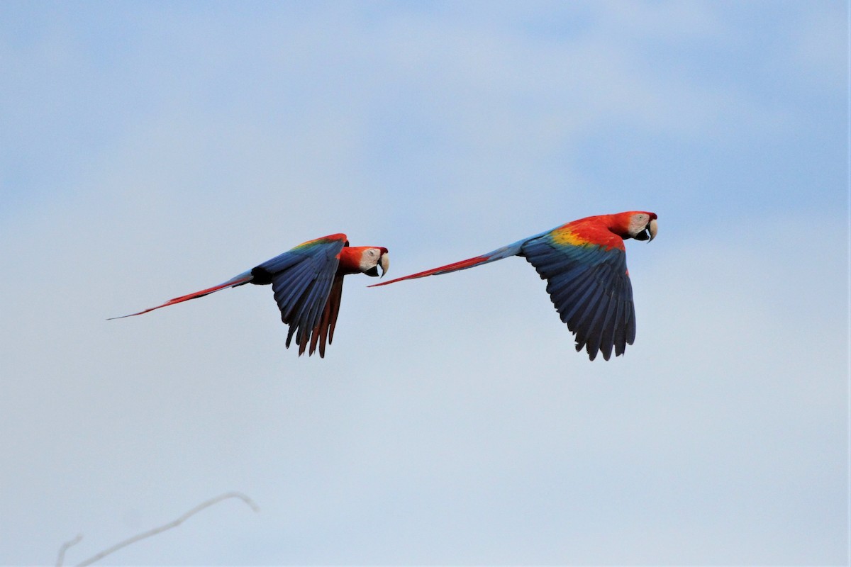 Scarlet Macaw - ML292253961