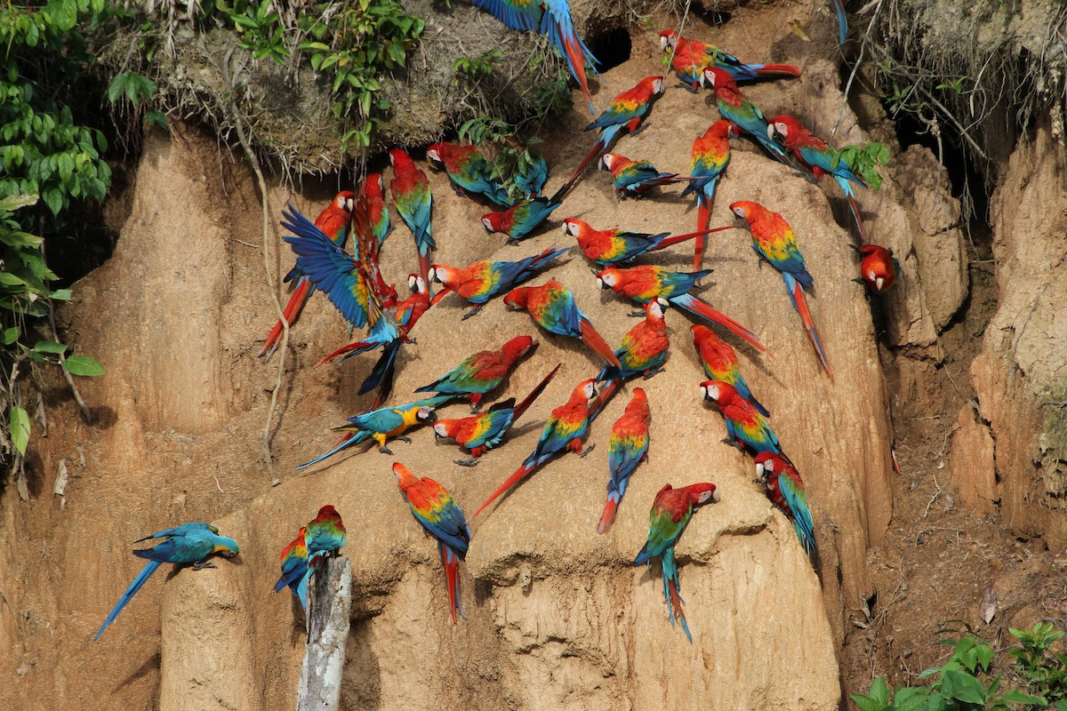 Scarlet Macaw - ML292254441