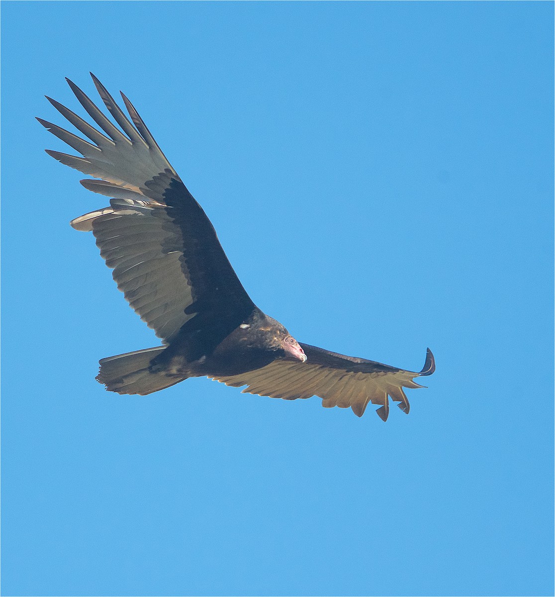 Turkey Vulture - ML292255381