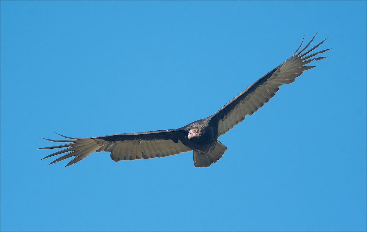 Turkey Vulture - ML292255421