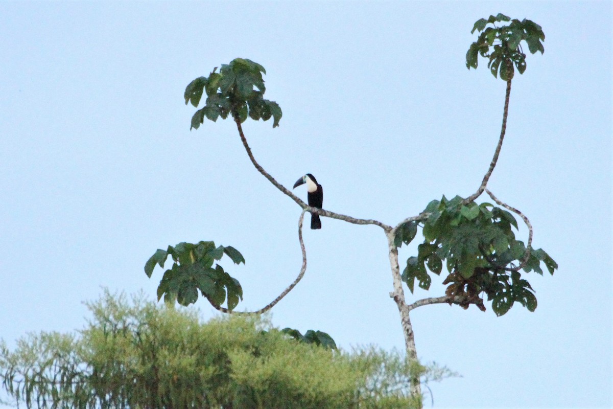 White-throated Toucan - ML292255511