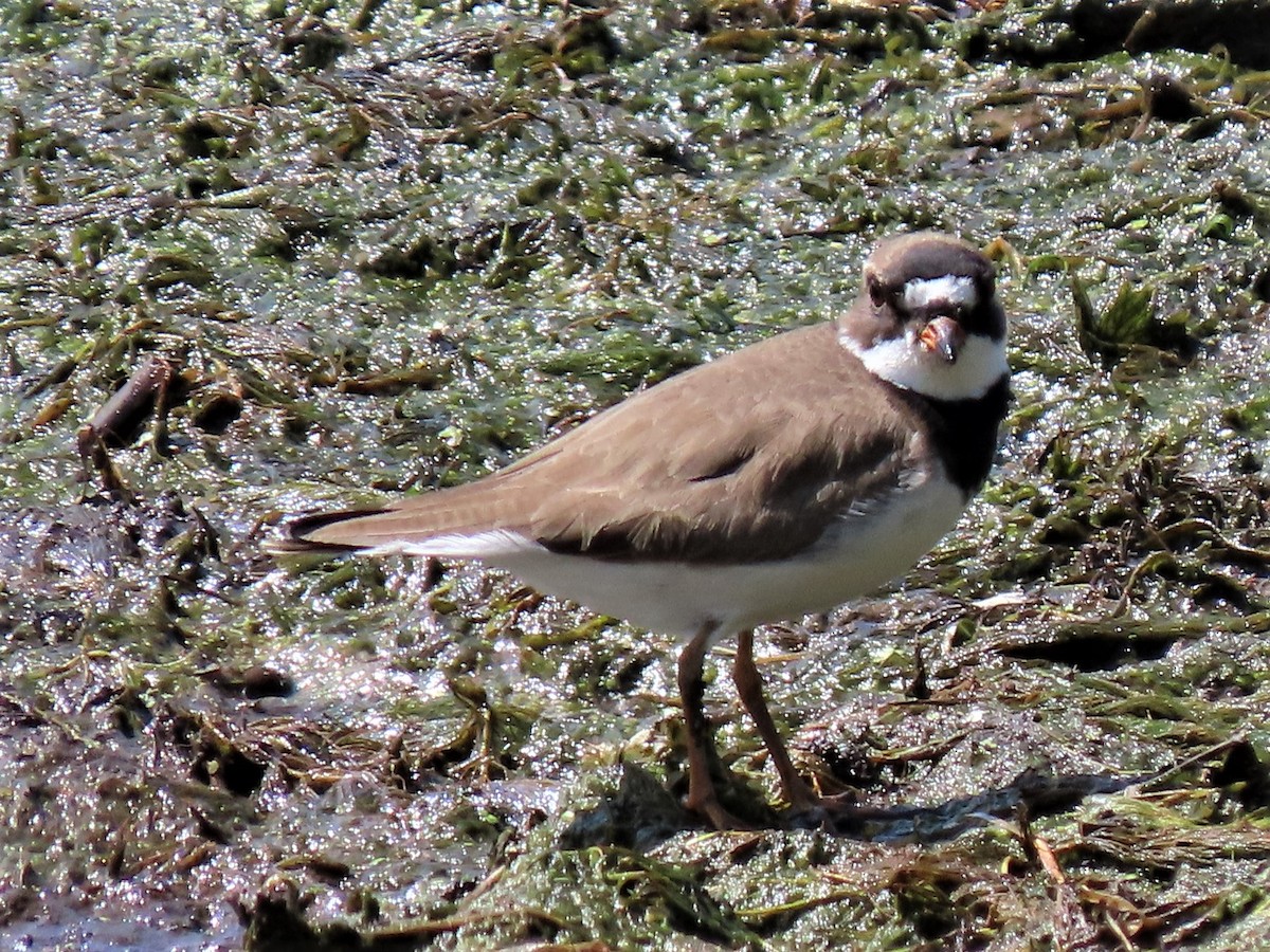 Semipalmated Plover - ML292256501