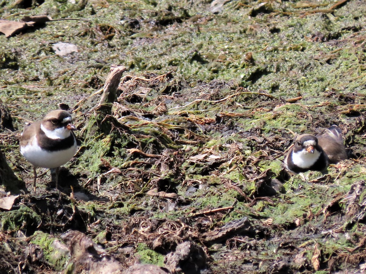 Semipalmated Plover - ML292256621