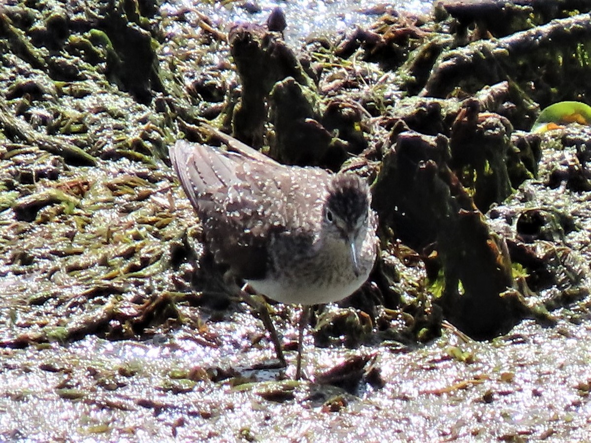 Solitary Sandpiper - ML292257741